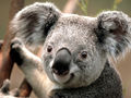 Koalaa.jpg