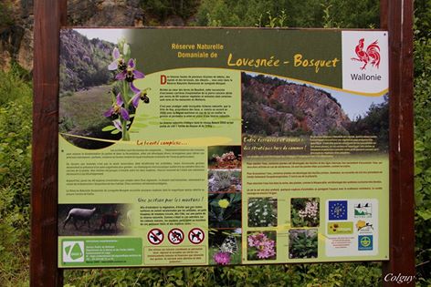 Fichier:Réserve naturelle Lovegnée-Bosquet.jpg