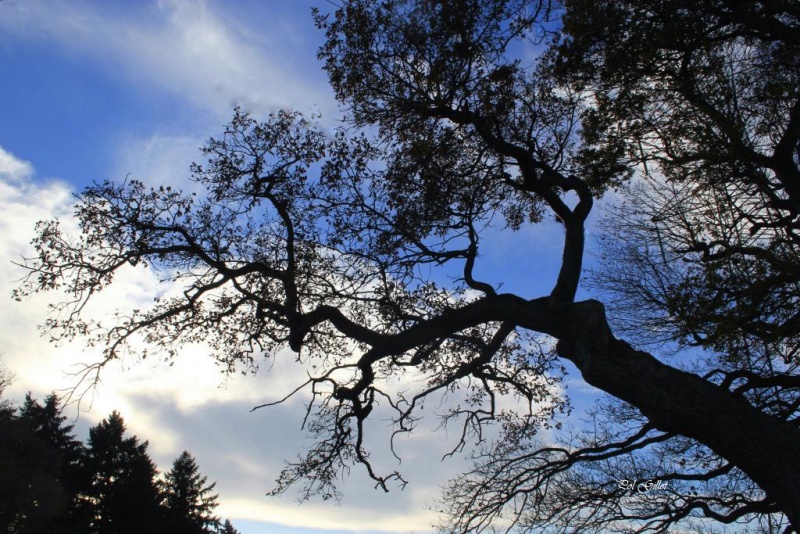 Fichier:IMG 0237.92.71.jpg