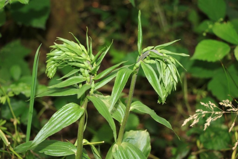 Fichier:IMG 5675.71.jpg