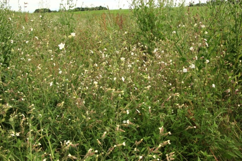 Fichier:IMG 4360.71.JPG