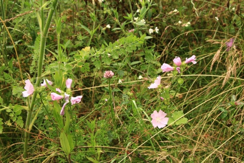 Fichier:IMG 4362.71.JPG