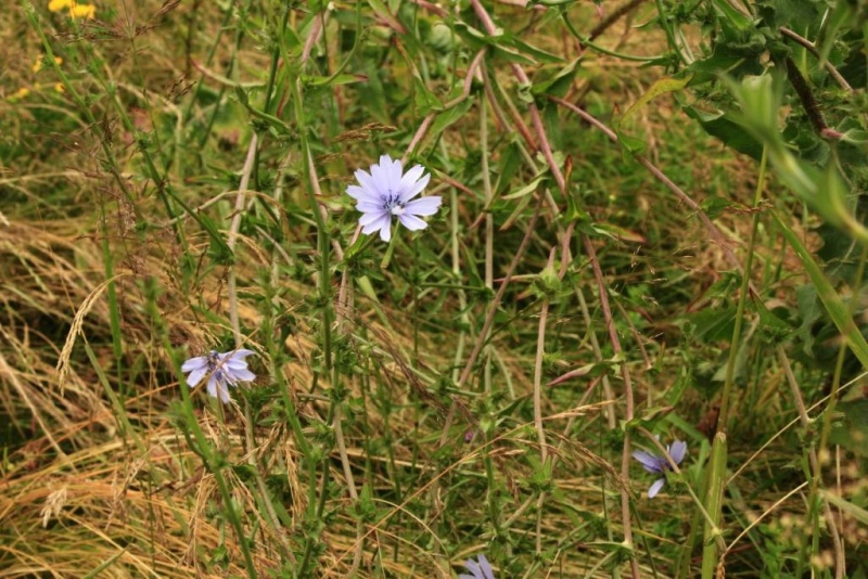 Fichier:IMG 4365.71.JPG