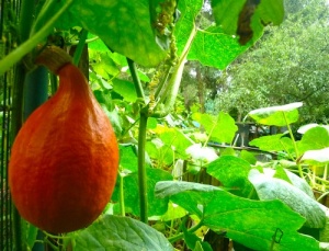 image de courge et ses feuilles