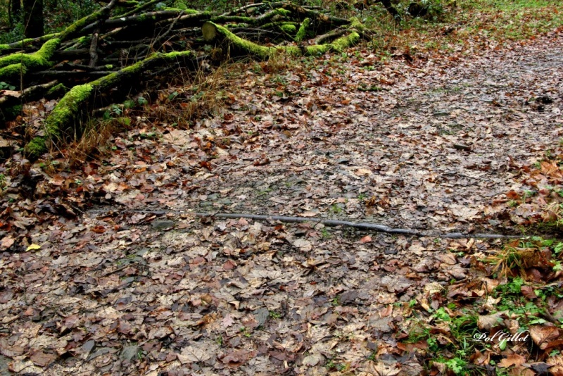 Fichier:IMG 3746.92.71.jpg