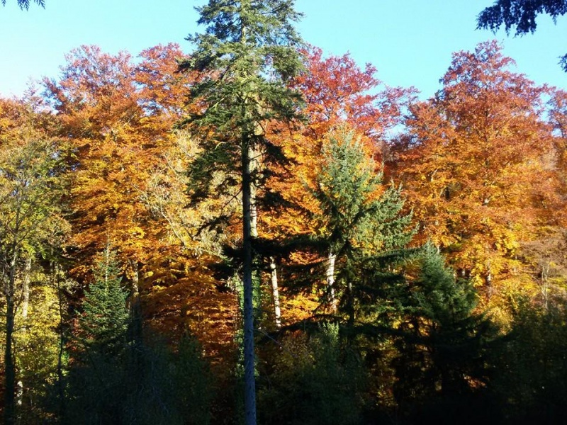 Fichier:Automne 25.jpg