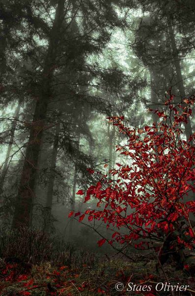 Fichier:Olivier Staes3.jpg