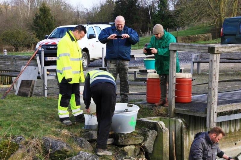 Fichier:Etang Ellemelle 12.JPG