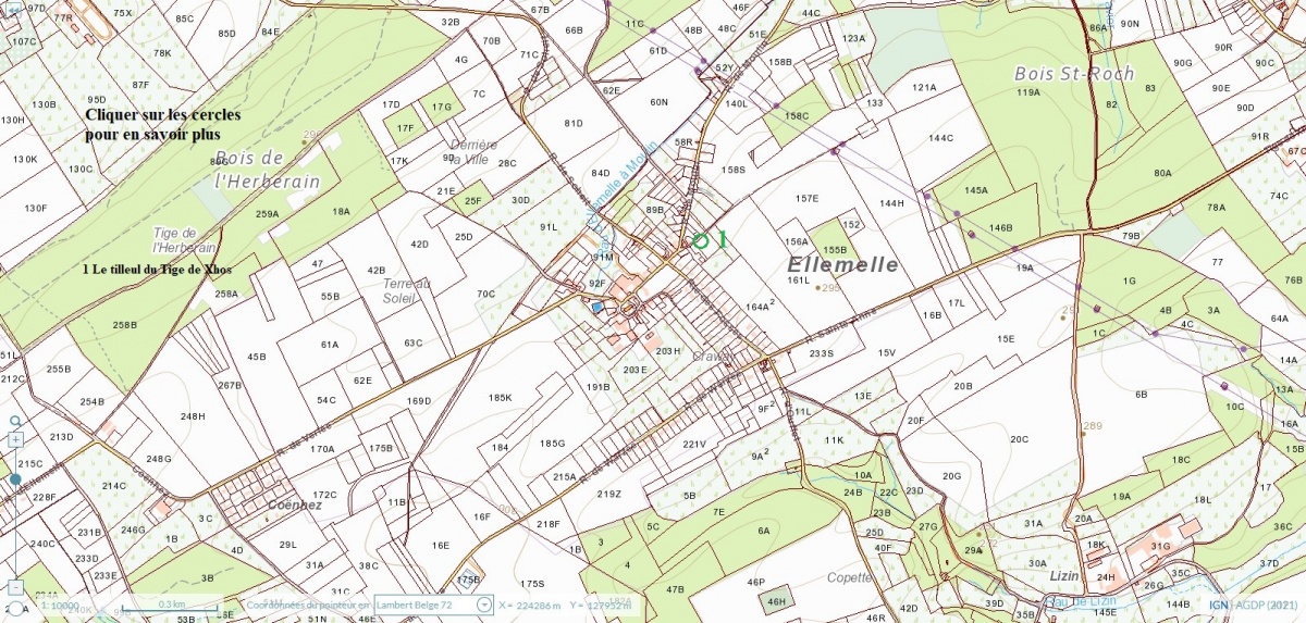 Arbres remarqués Ell 02.jpg