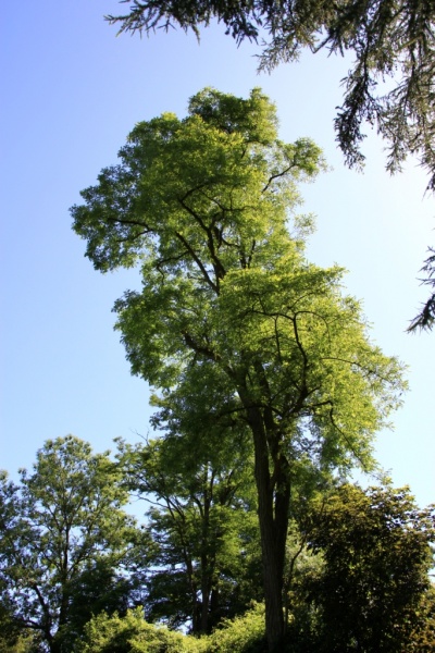 Fichier:IMG 7387.71.JPG